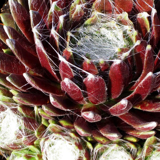 Spinnweben-Hauswurz 'Silberkarneol' (Sempervivum arachn.)