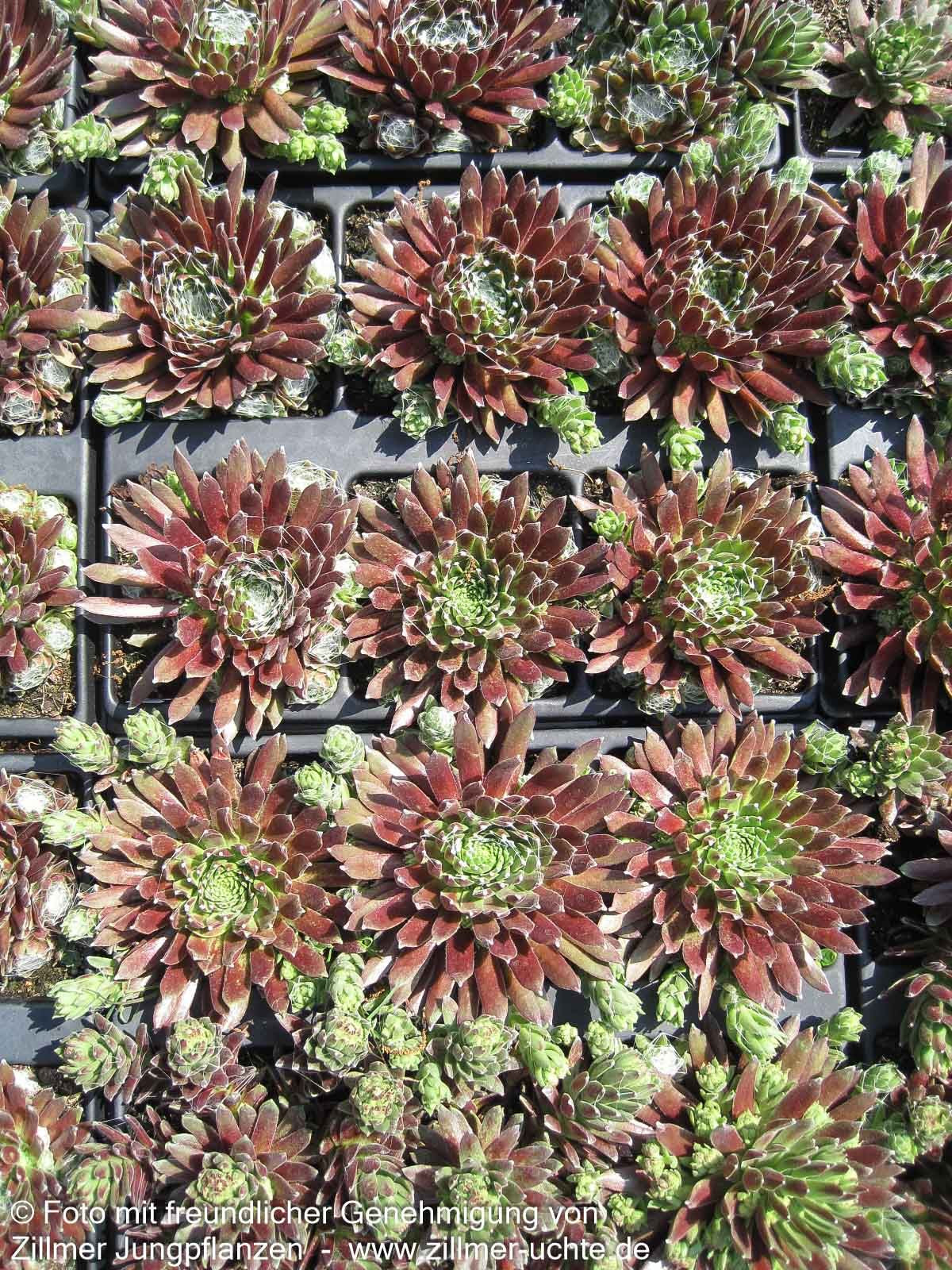 Spinnweben-Hauswurz 'Silberkarneol' (Sempervivum arachn.)