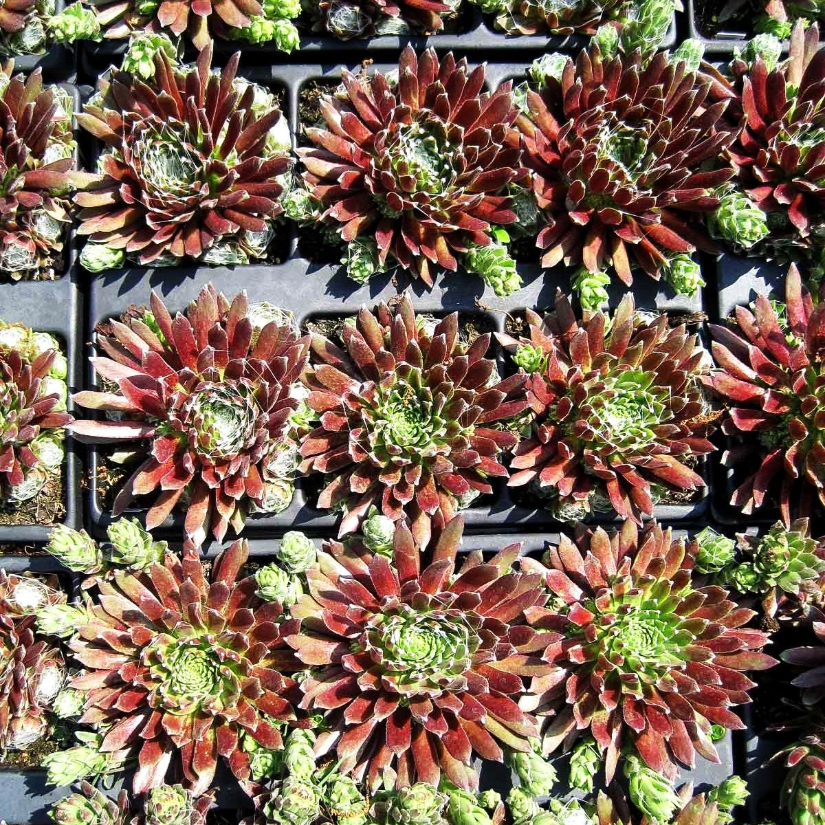 Spinnweben-Hauswurz 'Silberkarneol' (Sempervivum arachn.)