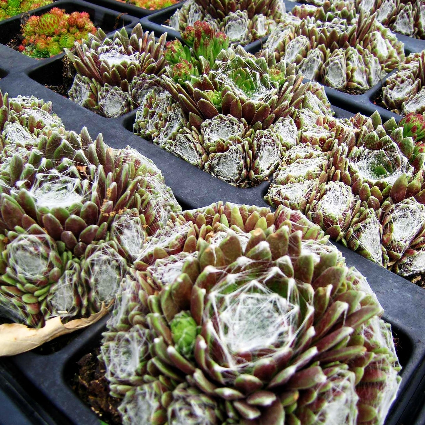 Spinnweben-Hauswurz 'Silberkarneol' (Sempervivum arachn.)