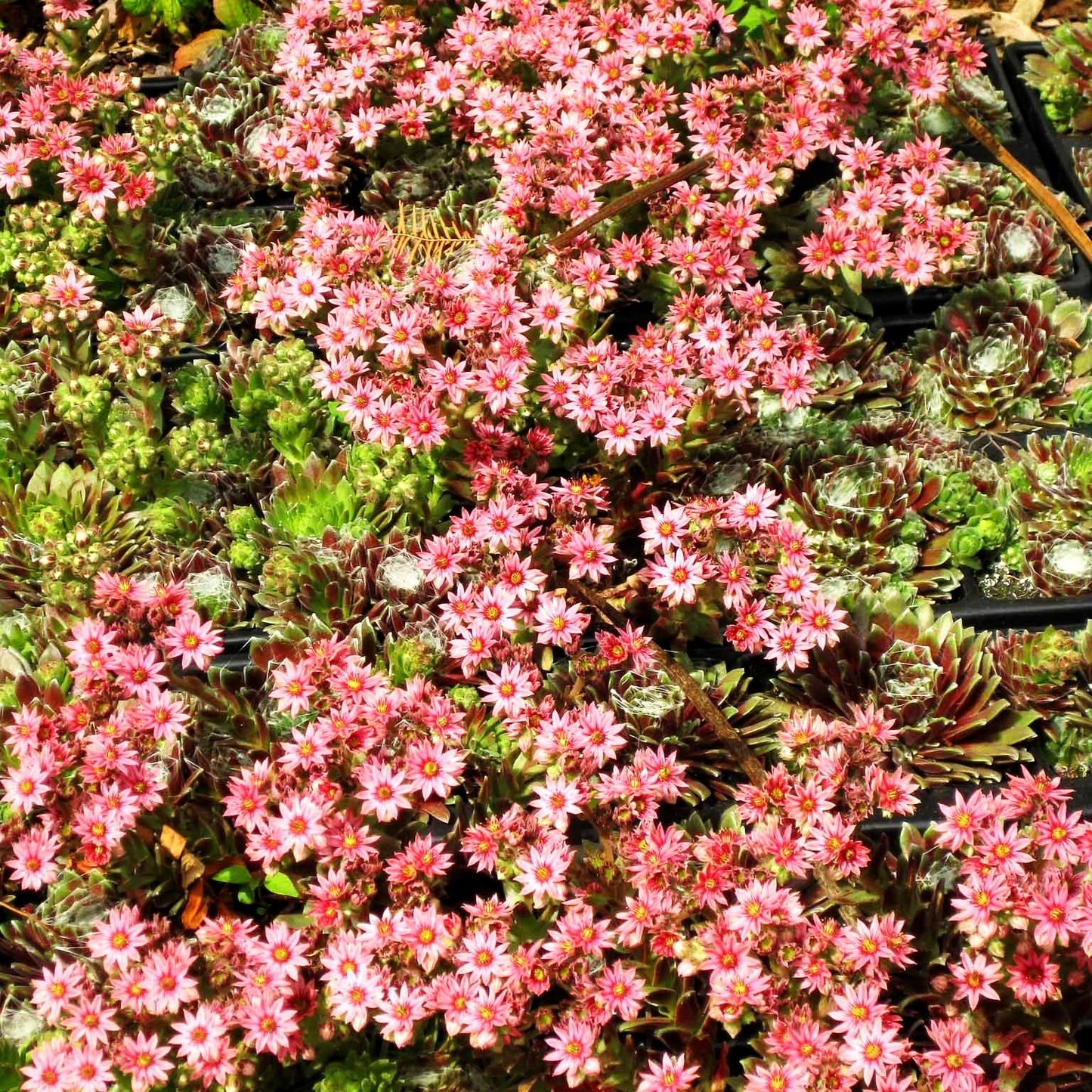 Spinnweben-Hauswurz 'Silberkarneol' (Sempervivum arachn.)