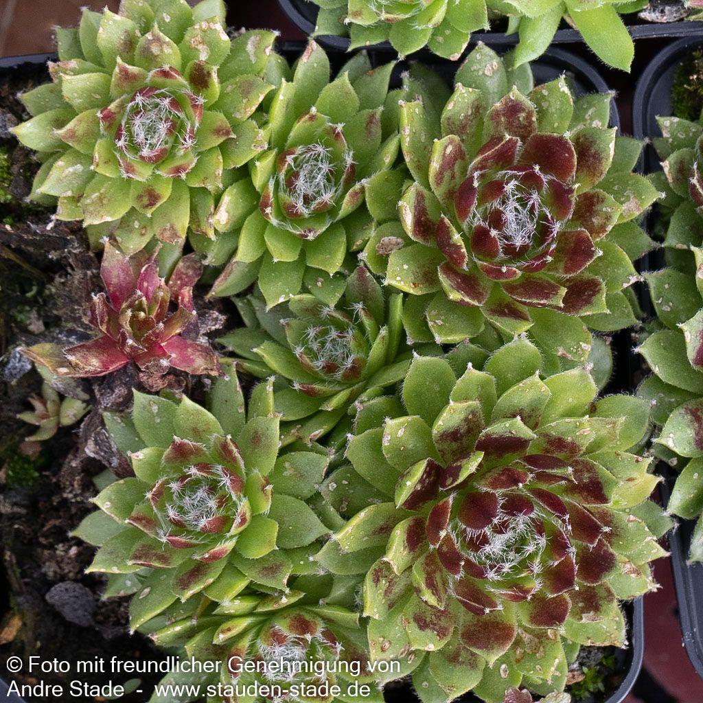 Spinnweben-Hauswurz 'Silberkarneol' (Sempervivum arachn.)