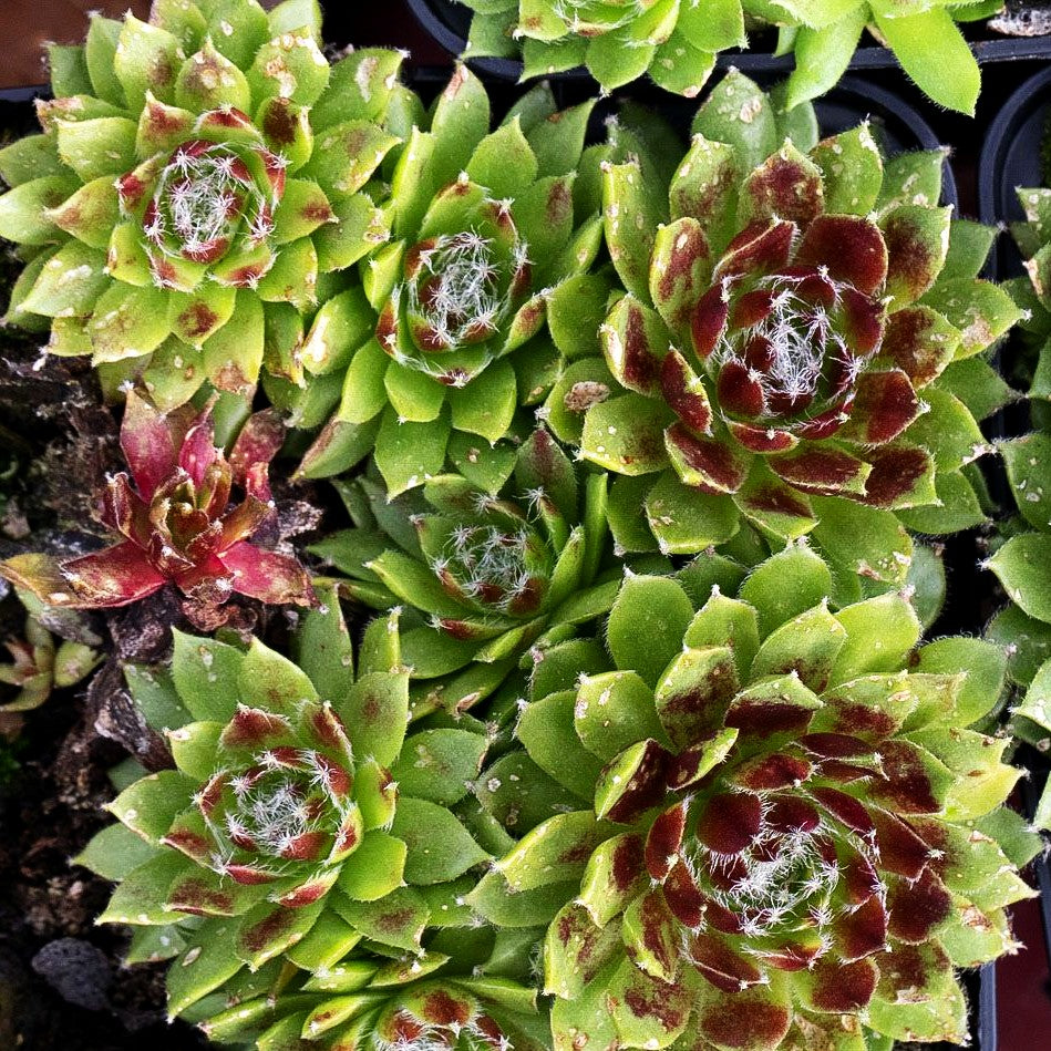 Spinnweben-Hauswurz 'Silberkarneol' (Sempervivum arachn.)