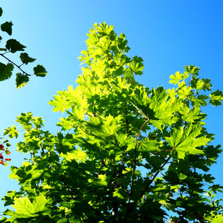 Spitz-Ahorn (Acer platanoides)