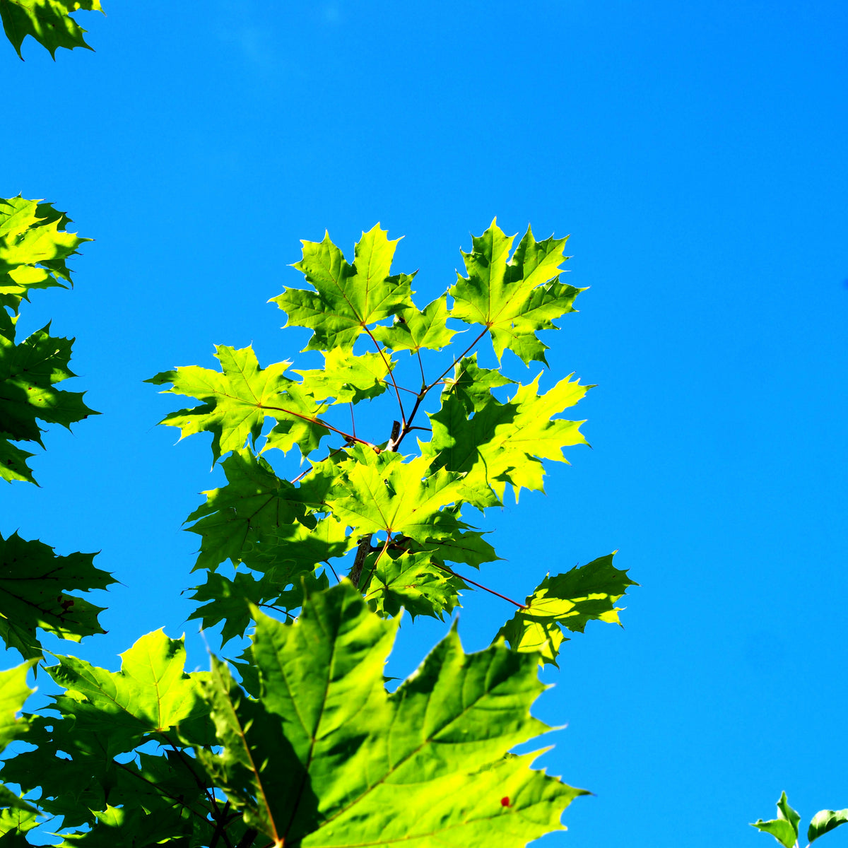 Spitz-Ahorn (Acer platanoides)