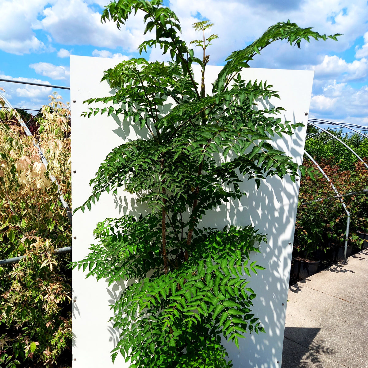 Stachel-Aralie (Aralia elata)