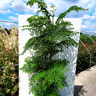 Stachel-Aralie (Aralia elata)