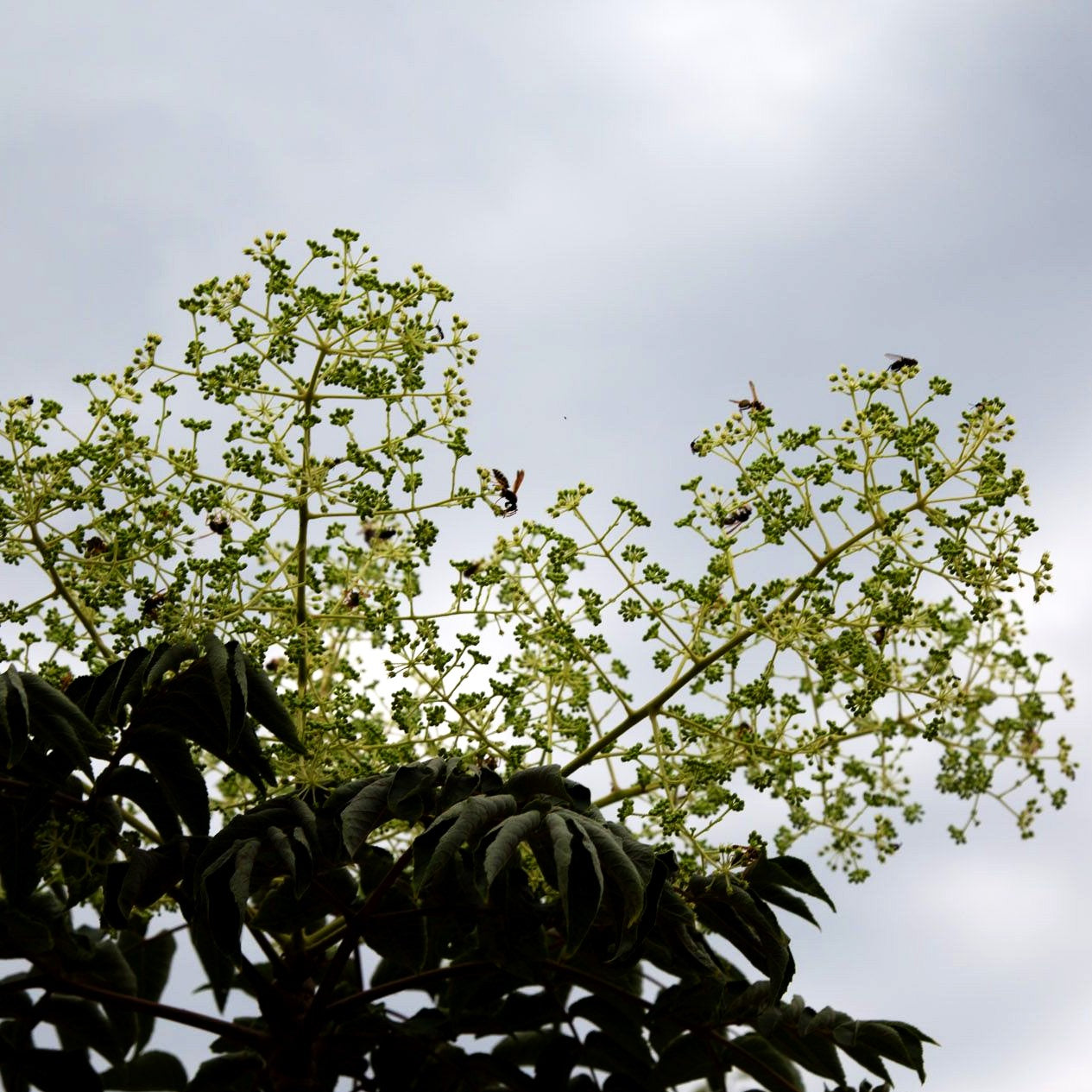 Stachel-Aralie (Aralia elata)