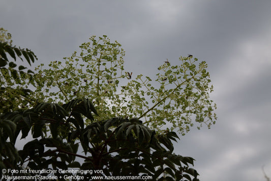 Stachel-Aralie (Aralia elata)