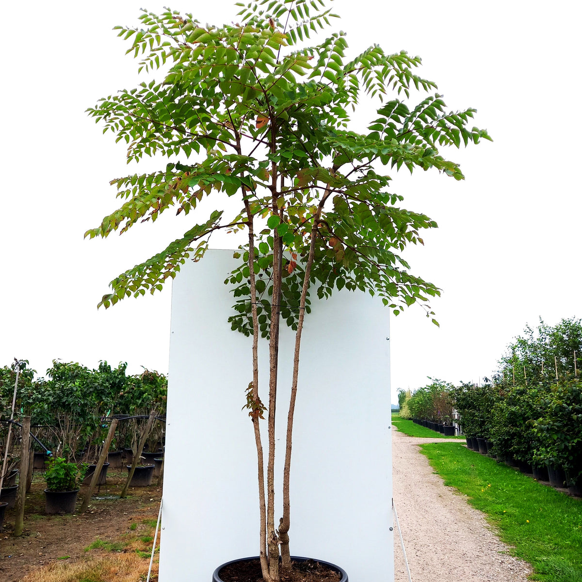 Stachel-Aralie (Aralia elata)
