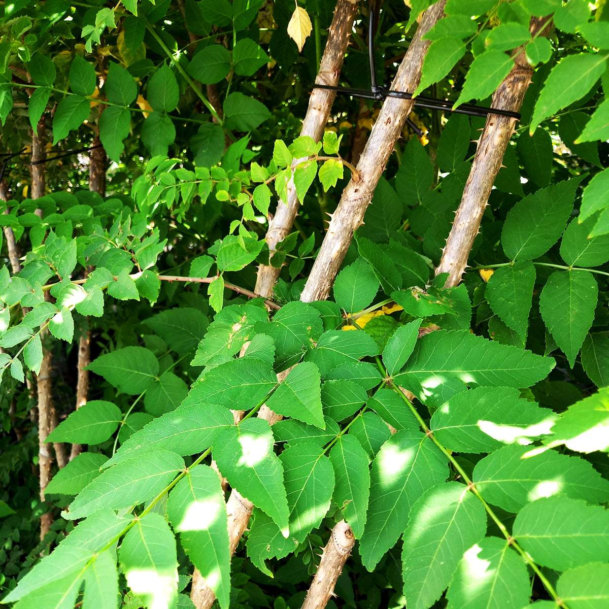 Stachel-Aralie (Aralia elata)