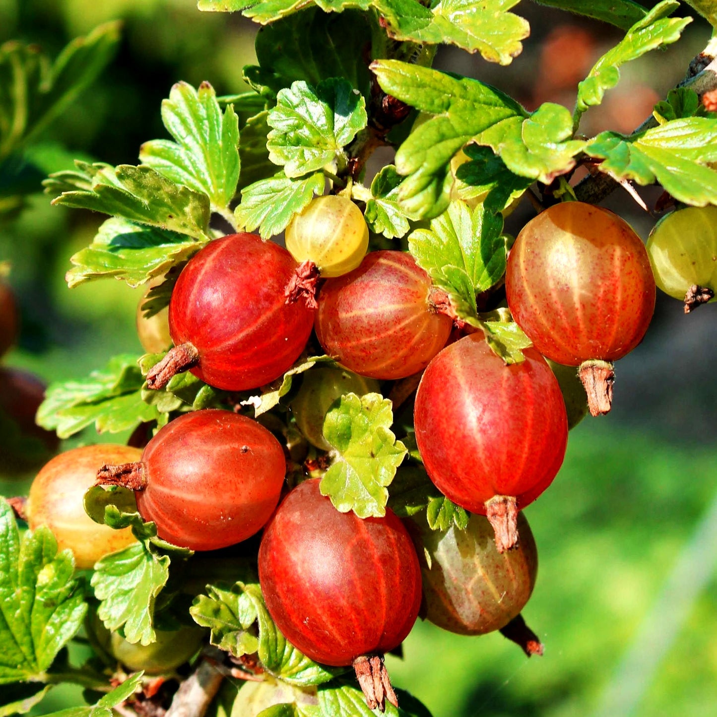 Stachelbeere 'Captivator' (Ribes uva-crispa II)