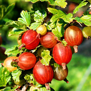 Stachelbeere 'Captivator' (Ribes uva-crispa II)