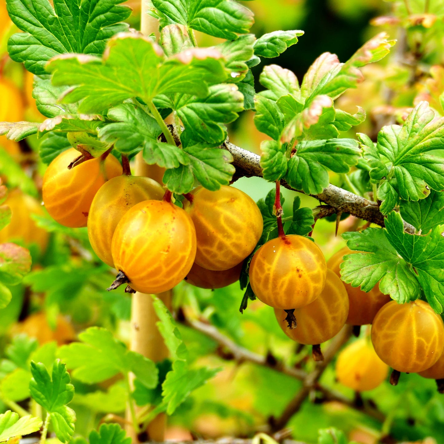Stachelbeere gelb 'Goldling' (Ribes uva-crispa Crispa)
