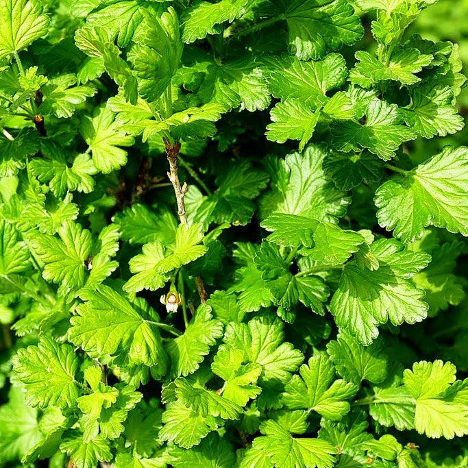 Stachelbeere gelb 'Goldling' (Ribes uva-crispa Crispa)