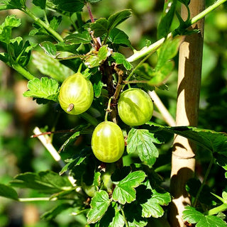 Stachelbeere gelb 'Resistenta' (Ribes uva-crispa)