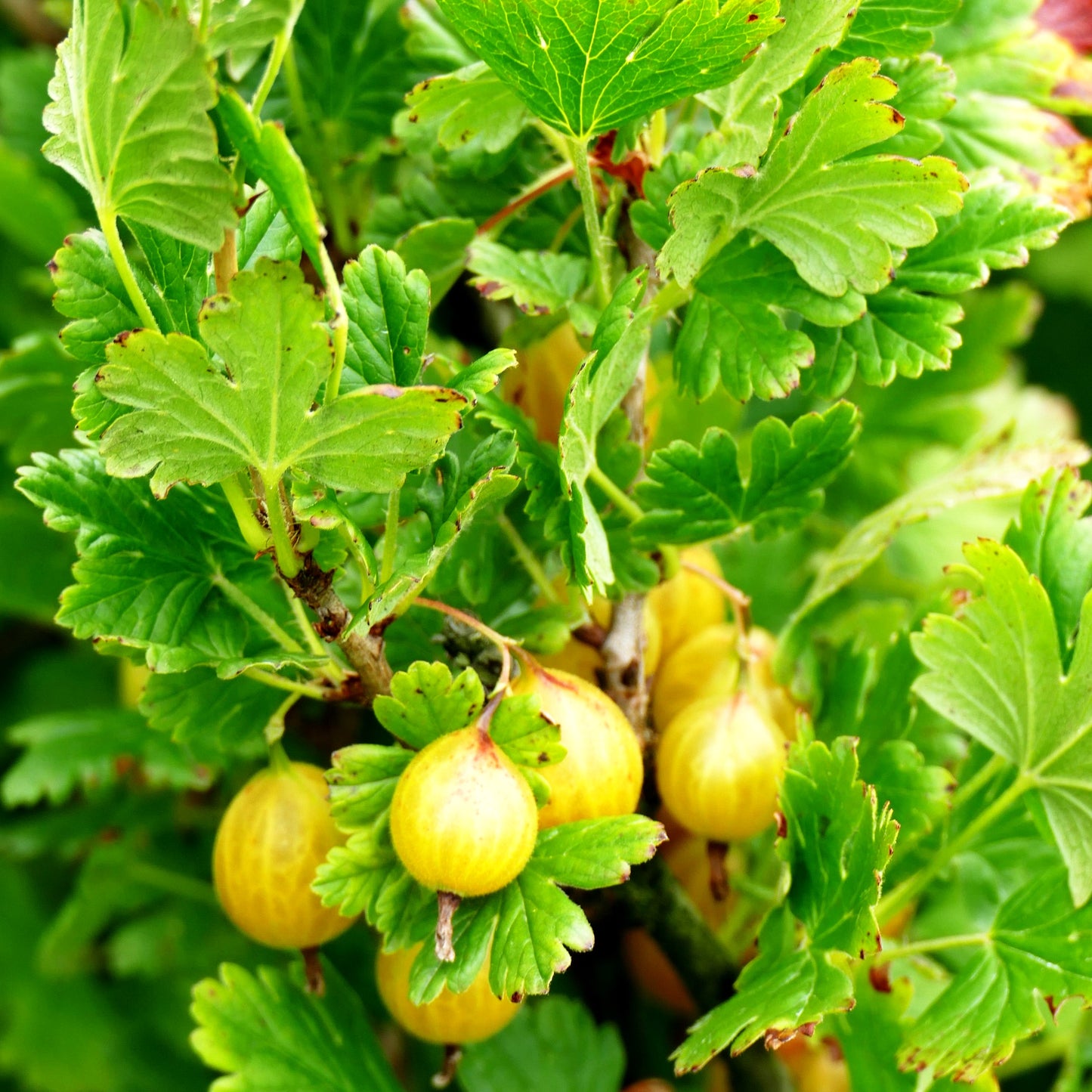 Stachelbeere gelb 'Solemio' (Ribes uva-crispa Crispa)
