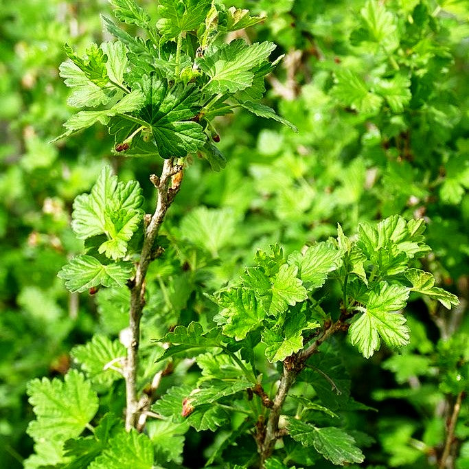 Stachelbeere gelb 'Solemio' (Ribes uva-crispa Crispa)