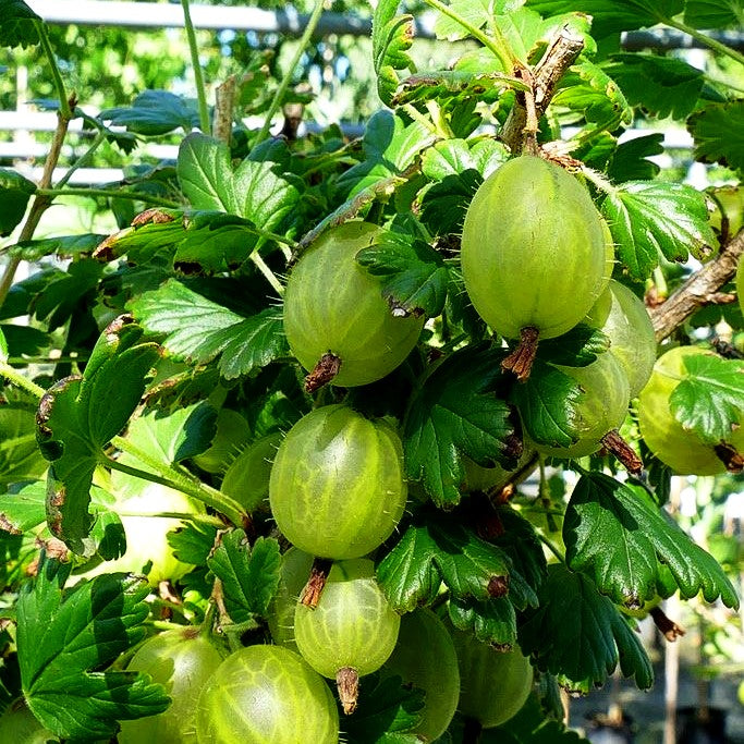 Stachelbeere grün 'Invicta' (Ribes uva-crispa II)