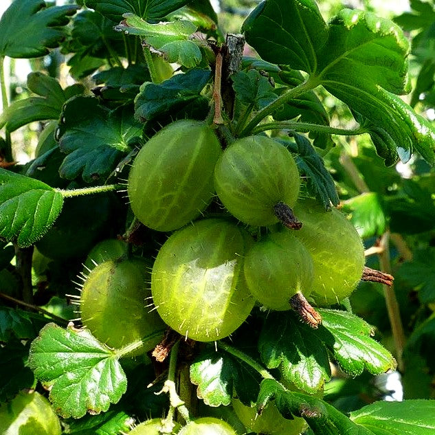 Stachelbeere grün 'Invicta' (Ribes uva-crispa II)
