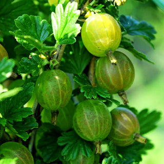 Stachelbeere grün 'Mucurines' (Ribes uva-crispa II)