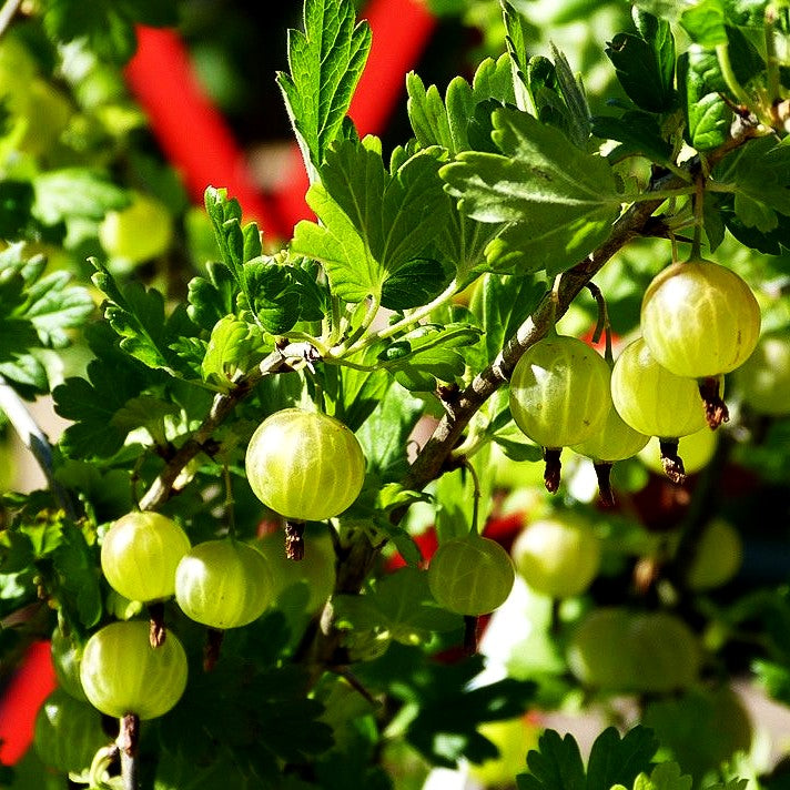 Stachelbeere grün 'Mucurines' (Ribes uva-crispa II)