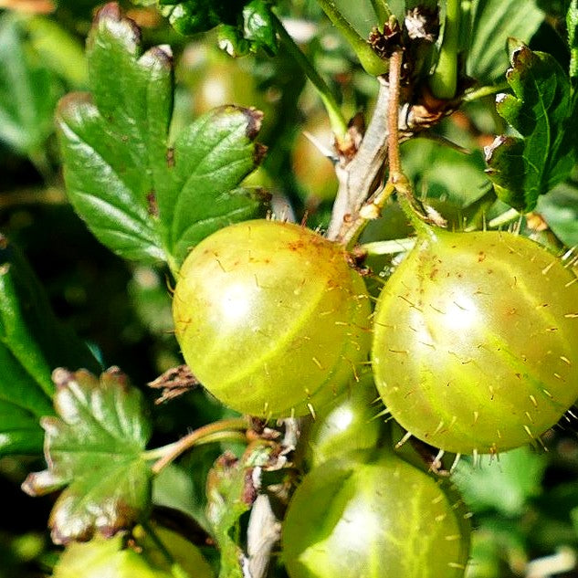 Stachelbeere grün 'Mucurines' (Ribes uva-crispa II)