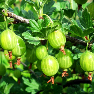 Stachelbeere 'Hinnonmäki grün' (Ribes uva-crispa II)