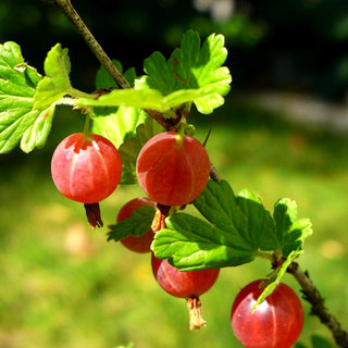 Stachelbeere 'Hinnonmäki rot' (Ribes uva-crispa II)