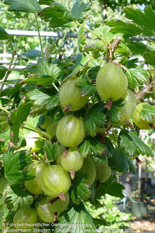 Stachelbeere grün 'Invicta' (Ribes uva-crispa  II)