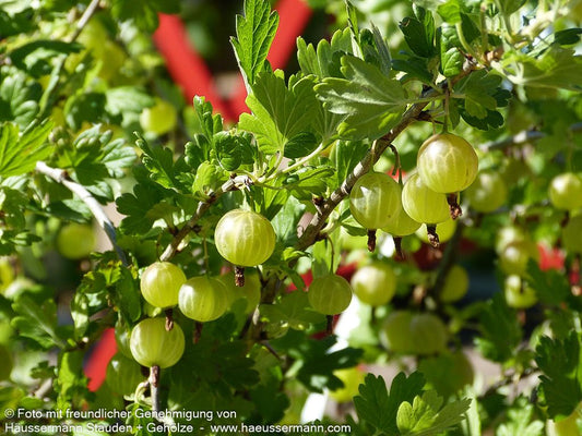 Stachelbeere grün 'Mucurines' (Ribes uva-crispa  II)