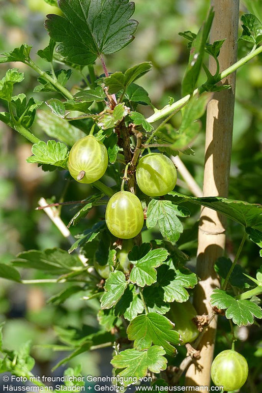 Stachelbeere gelb 'Resistenta' (Ribes uva-crispa)