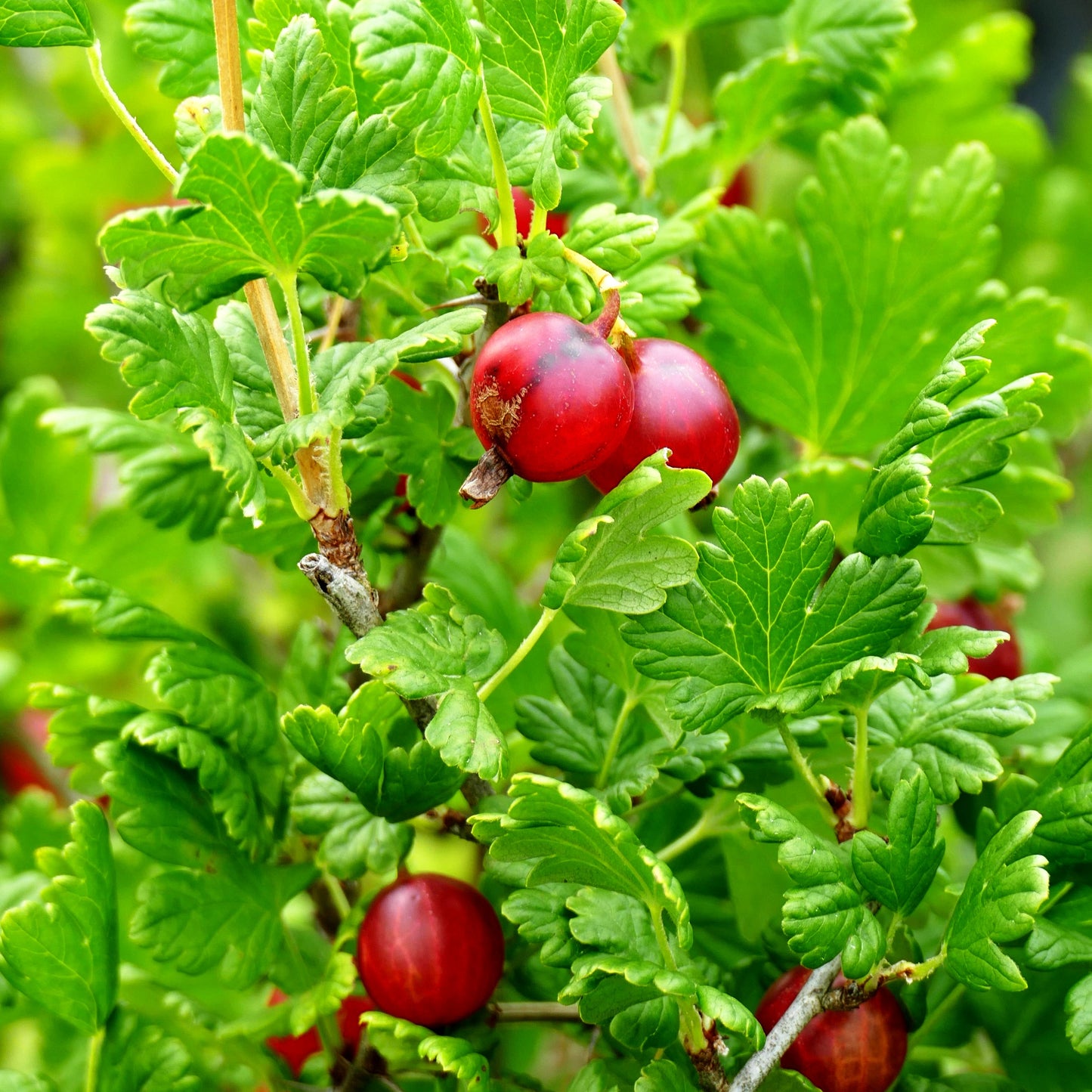 Stachelbeere rot 'Darling' (Ribes uva-crispa Crispa)