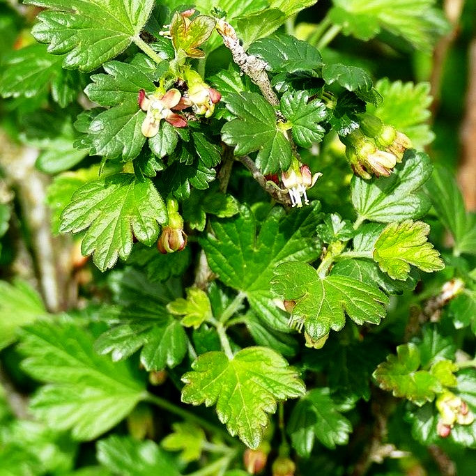 Stachelbeere rot 'Darling' (Ribes uva-crispa Crispa)