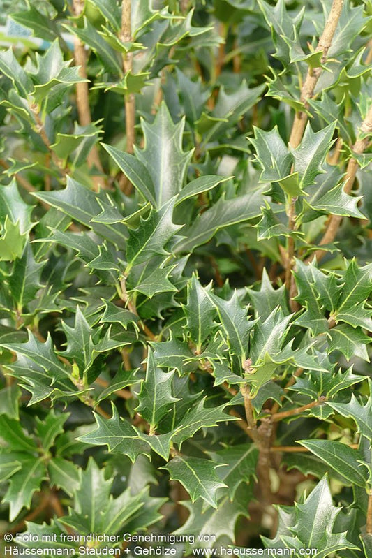 Stachelblättrige Duftblüte (Osmanthus heterophyllus)