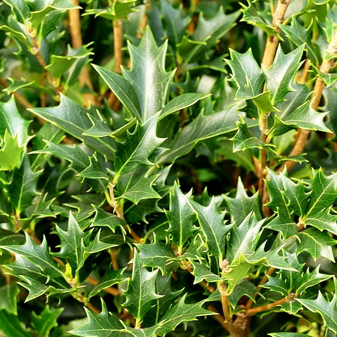 Stachelblättrige Duftblüte (Osmanthus heterophyllus)