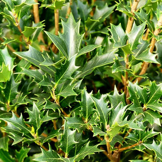 Stachelblättrige Duftblüte (Osmanthus heterophyllus)