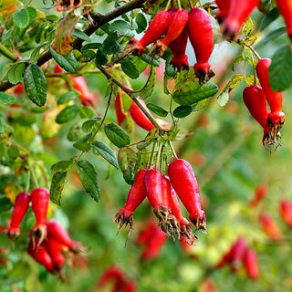 Stacheldraht-Rose 'Macrocarpa' (Rosa sweginzowii STR V)