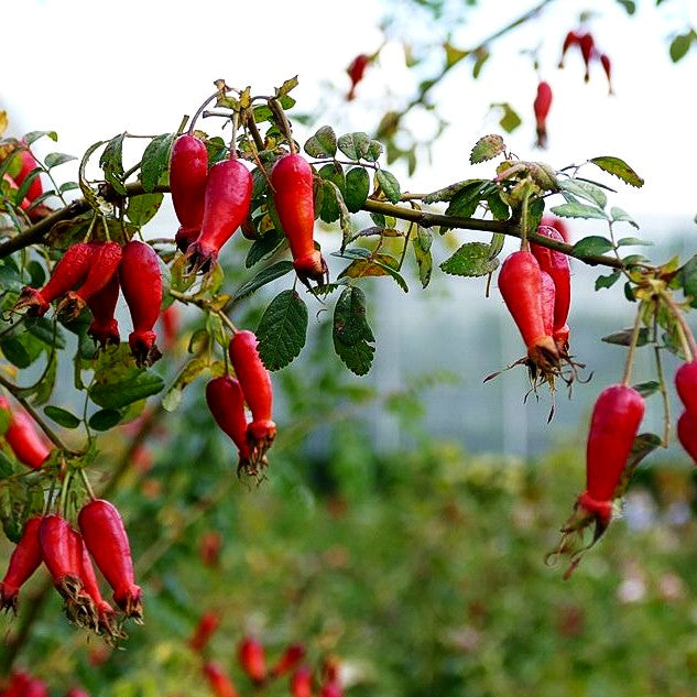 Stacheldraht-Rose 'Macrocarpa' (Rosa sweginzowii STR V)