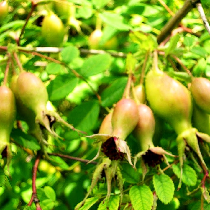 Stacheldraht-Rose 'Macrocarpa' (Rosa sweginzowii STR V)