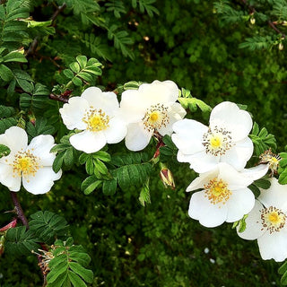 Stacheldrahtrose (Rosa omeiensis pteracantha STR V)