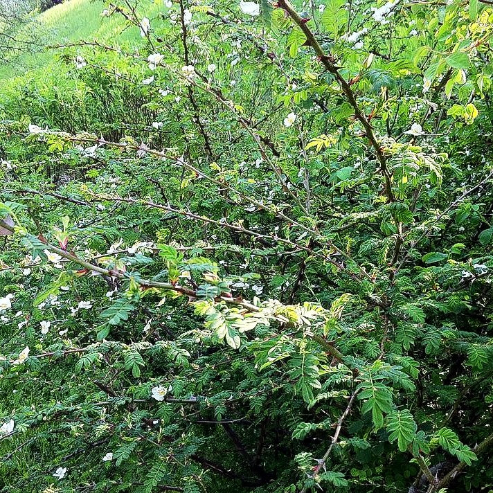 Stacheldrahtrose (Rosa omeiensis pteracantha STR V)