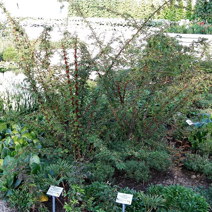 Stacheldrahtrose (Rosa omeiensis pteracantha STR V)