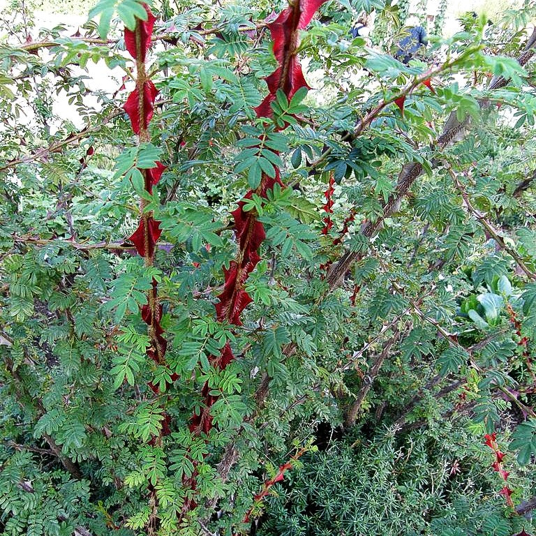 Stacheldrahtrose (Rosa omeiensis pteracantha STR V)