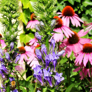 Stauden-Lobelie 'Blaue Auslese' (Lobelia siphilitica)