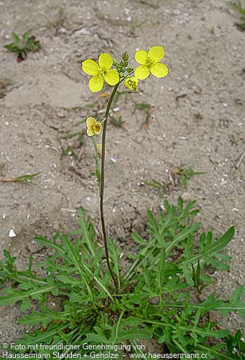 Stauden-Rucola (Diplotaxis tenuifolia)