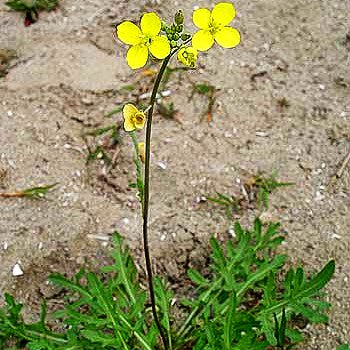 Stauden-Rucola (Diplotaxis tenuifolia)