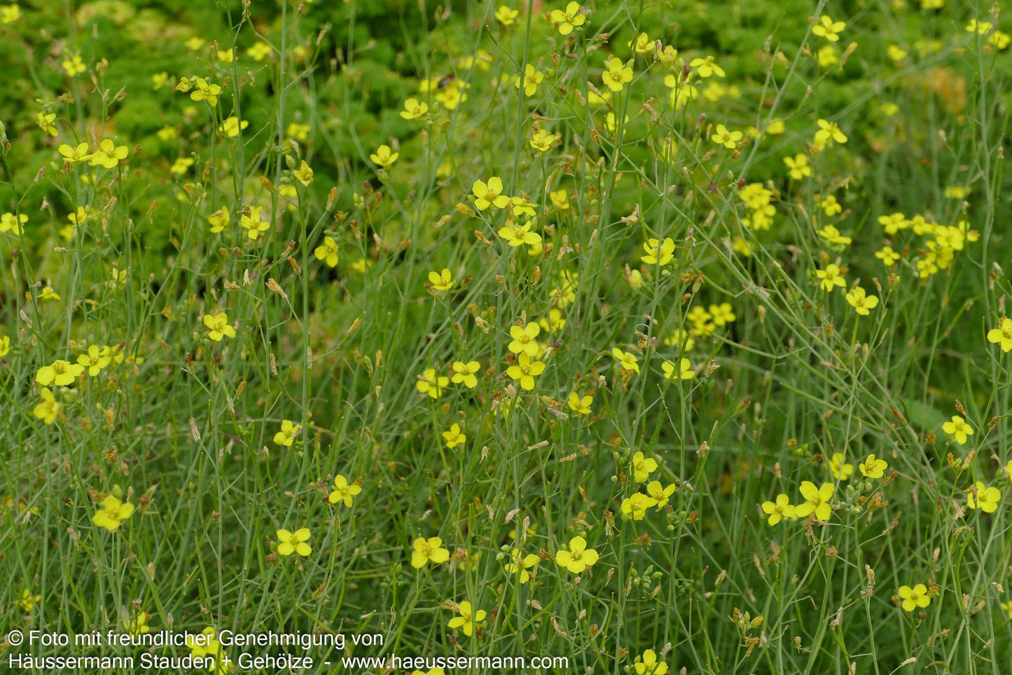 Stauden-Rucola (Diplotaxis tenuifolia)