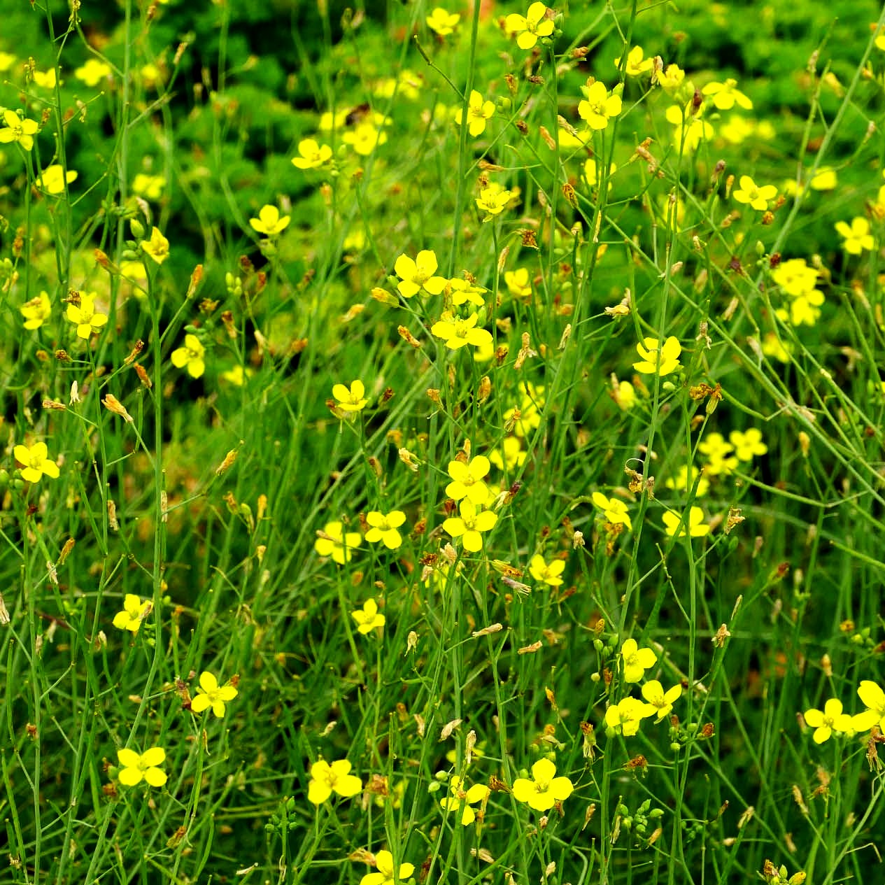 Stauden-Rucola (Diplotaxis tenuifolia)