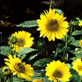 Stauden-Sonnenblume 'Capenoch Star' (Helianthus decapetalus)